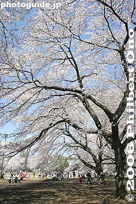 Keywords: tokyo koganei sakura cherry blossom park