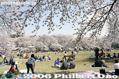 Cherry blossom shade
Keywords: tokyo koganei sakura cherry blossom park