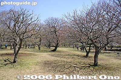 Plum blossom  trees (withered)
Keywords: tokyo koganei sakura cherry blossom park