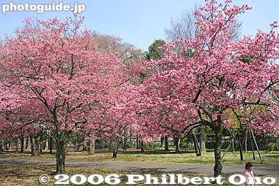 Red cherries called kanhi-zakura カンヒザクラ
Keywords: tokyo koganei sakura cherry blossom park