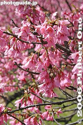 Red drooping cherries called kanhi-zakura カンヒザクラ
Similar to a rose.
Keywords: tokyo koganei sakura cherry blossom park