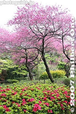 Keywords: tokyo kokubunji tonogayato teien garden flowers azaleas