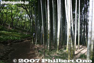 Bamboo grove
Keywords: tokyo kokubunji tonogayato teien garden bamboo