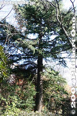 The area is well forested and maintained by volunteers. The area is open to the public only on certain days.
Keywords: tokyo komae buddhist temple senryuji soto-shu