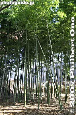 Bamboo grove
Keywords: tokyo komae buddhist temple senryuji soto-shu bamboo