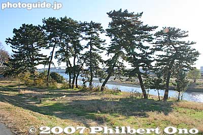 Gohon Matsu, or Five Pine Trees, one of Tokyo's Best 100 Sights. Lots of movies have been shot here. 五本松
Keywords: tokyo komae tamagawa river