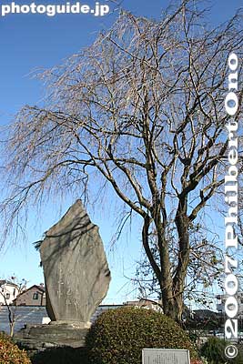 The Manyo Poetry Monument is 3 meters tall near azalea bushes and a nice cherry tree. (Photos taken in Dec.)
Keywords: tokyo komae tamagawa river