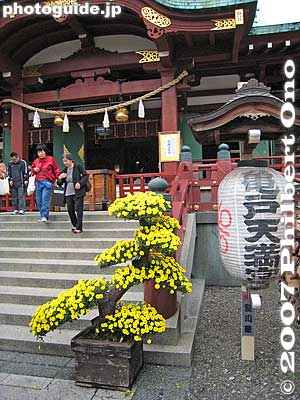 Kameido Tenjin Shrine
Keywords: tokyo koto-ku kameido tenjin shinto shrine chrysanthemum flower festival autumn fall