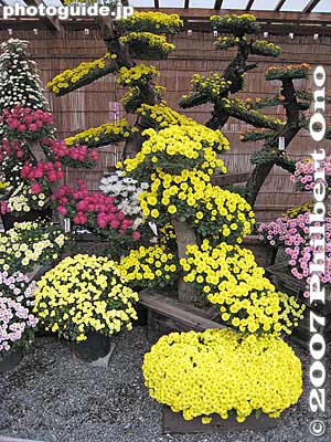 Bonsai-like chrysanthemum
Keywords: tokyo koto-ku kameido tenjin shinto shrine chrysanthemum flower festival autumn fall