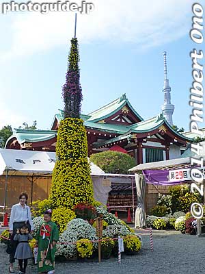 Tokyo Skytree in chrysanthemums at Kameido Tenjin Shrine.
Keywords: tokyo koto-ku kameido tenjin shinto shrine chrysanthemum flower festival autumn fall skytree