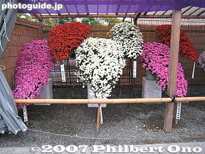 Keywords: tokyo koto-ku kameido tenjin shinto shrine chrysanthemum flower festival autumn fall