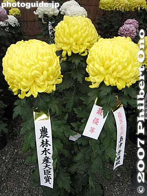 Award-winning kiku
Keywords: tokyo koto-ku kameido tenjin shinto shrine chrysanthemum flower festival autumn fall