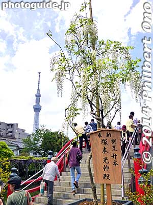 Tokyo Skytree 
Keywords: tokyo koto-ku Kameido tenjin Tenmangu Shrine Wisteria Festival fuji matsuri flowers