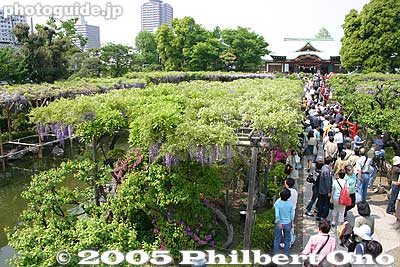 View from top of bridge in 2005. After 1997 or so, the flowers do not bloom as thickly as before.
Keywords: tokyo koto-ku Kameido Tenmangu Shrine Wisteria Festival fuji matsuri flowers