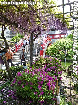 Keywords: tokyo koto-ku Kameido tenjin Tenmangu Shrine Wisteria Festival fuji matsuri flowers