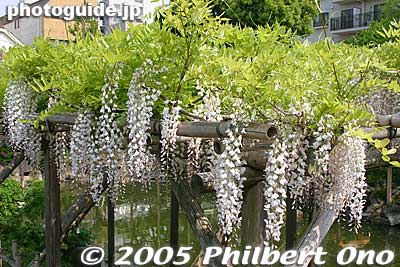 White wisteria
Keywords: tokyo koto-ku Kameido tenjin Tenmangu Shrine Wisteria Festival fuji matsuri flowers