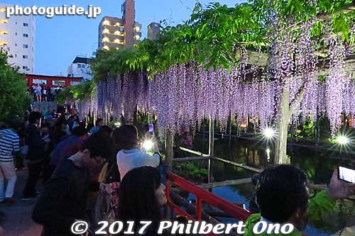 Lots of people came to see the Kameido Tenjin Shrine wisteria at night in early May.
Keywords: tokyo koto-ku Kameido tenjin Tenmangu Shrine Wisteria Festival fuji matsuri flowers