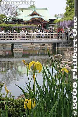 Keywords: tokyo koto-ku Kameido tenjin Tenmangu Shrine iris matsuri flowers