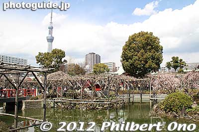 The shrine's background is changed forever with Tokyo Sky Tree.
Keywords: tokyo koto-ku kameido tenmangu tenjin shrine jinja torii plum blossoms ume flowers sky tree