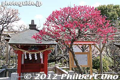 Benten Shrine
Keywords: tokyo koto-ku kameido tenmangu tenjin shrine jinja torii plum blossoms ume flowers