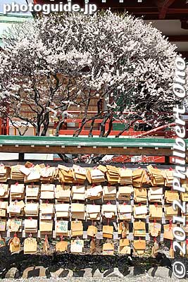 Votive tablets, made of wood and hung near the worship hall. People who buy it write their wish on it.
Keywords: tokyo koto-ku kameido tenmangu tenjin shrine jinja plum blossoms ume flowers