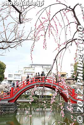 Keywords: tokyo koto-ku kameido tenmangu tenjin shrine jinja plum blossoms ume flowers taiko bridge