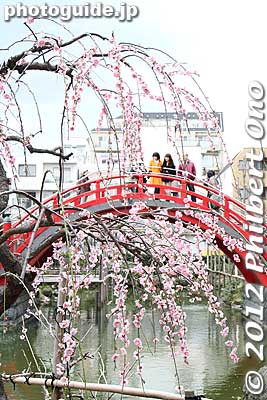 Photogenic shot of plum blossoms and a taiko bridge at Kameido Tenjin Shrine in Tokyo.
Keywords: tokyo koto-ku kameido tenmangu tenjin shrine jinja plum blossoms ume flowers taiko bridge