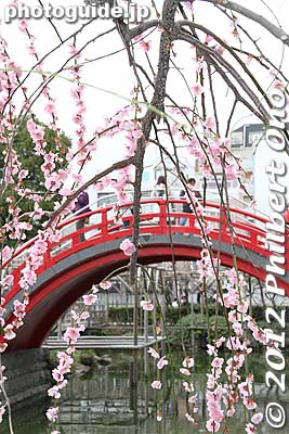 Photogenic shot of plum blossoms and a taiko bridge at Kameido Tenjin Shrine in Tokyo.
Keywords: tokyo koto-ku kameido tenmangu tenjin shrine jinja plum blossoms ume flowers taiko bridge japanshrine