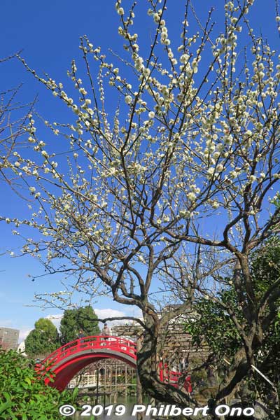 Photogenic shot of plum blossoms and a taiko bridge at Kameido Tenjin Shrine in Tokyo.
Keywords: tokyo koto-ku kameido tenmangu tenjin shrine jinja plum blossoms ume flowers