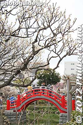 Keywords: tokyo koto-ku kameido tenmangu tenjin shrine jinja ume plum blossoms flowers