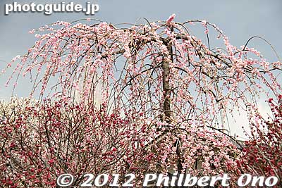 Weeping plum blossoms.
Keywords: tokyo koto-ku kameido tenmangu tenjin shrine jinja ume plum blossoms flowers