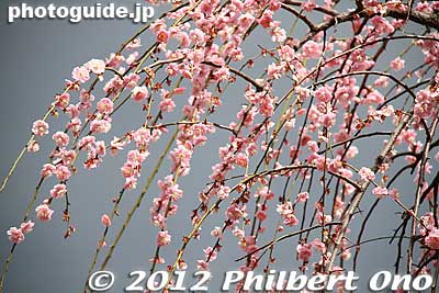 Keywords: tokyo koto-ku kameido tenmangu tenjin shrine jinja ume plum blossoms flowers