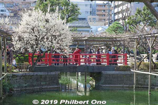 Keywords: tokyo koto-ku kameido tenmangu tenjin shrine jinja plum blossoms ume flowers