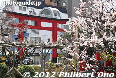 Torii and plum blossoms.
Keywords: tokyo koto-ku kameido tenmangu tenjin shrine jinja ume plum blossoms flowers torii