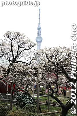 Tokyo Sky Tree and plum blossoms at Kameido Tenjin Shrine.
Keywords: tokyo koto-ku kameido tenmangu tenjin shrine jinja ume plum blossoms flowers skytree