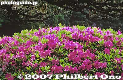 Pine branches and azaleas
Keywords: tokyo koto-ku ward kiyosumi teien gardens pond azalea flowers teahouse