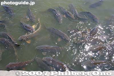 Huge and hungry carp
Keywords: tokyo koto-ku ward kiyosumi teien gardens pond koi carp fish