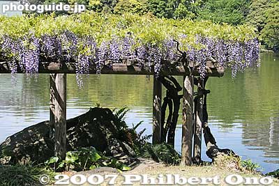 Wisteria
Keywords: tokyo koto-ku ward kiyosumi teien gardens pond wisteria flowers