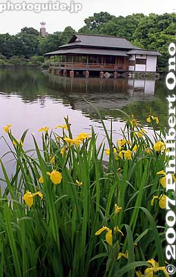 Irises
Keywords: tokyo koto-ku ward kiyosumi teien gardens pond teahouse iris flowers