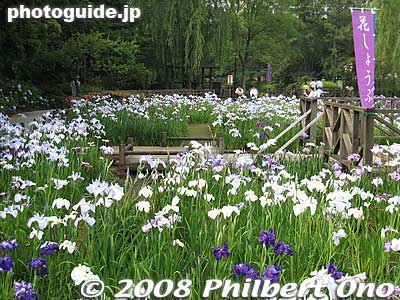 Keywords: tokyo koto-ku yokojukkengawa park riverside irises flowers
