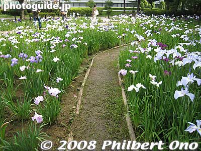 Keywords: tokyo koto-ku yokojukkengawa park riverside irises flowers