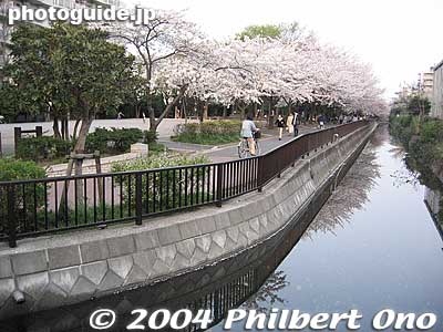 This is one end of Sendaibori Park, also running along along a river. It also intersects with Yokojukken River.
Keywords: tokyo koto-ku sendaibori park riverside sakura cherry blossoms flowers