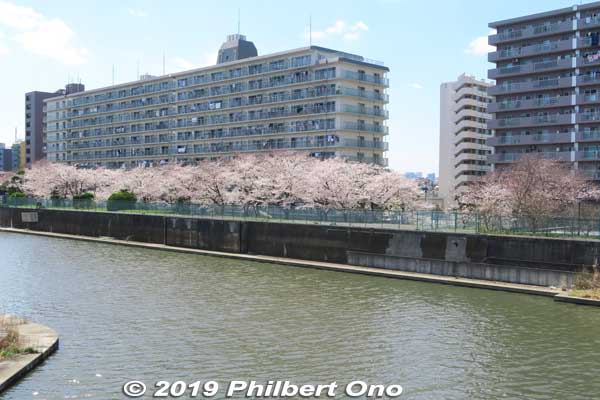 Some cherry blossoms along Kyu-Nakagawa River near Heisei Bridge. 旧中川
Keywords: tokyo koto-ku riverside sakura cherry blossoms flowers