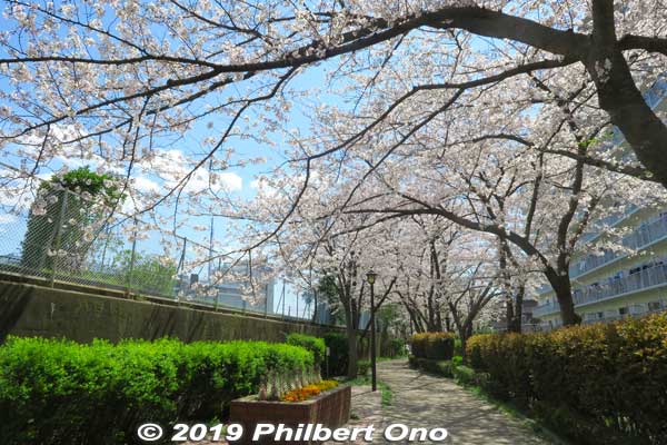 Cherry blossoms along Kyu-Nakagawa River in Koto Ward.
Keywords: tokyo koto-ku riverside sakura cherry blossoms flowers