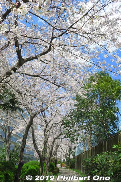 Keywords: tokyo koto-ku riverside sakura cherry blossoms flowers