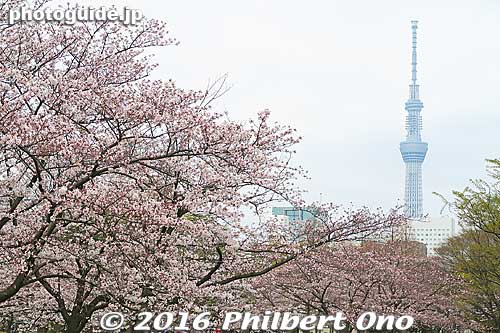 Tokyo Sky Tree and cherry blossoms.
Keywords: tokyo koto-ku sarue onshi park flowers sakura cherry blossoms