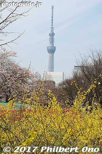 Tokyo Sky Tree
Keywords: tokyo koto-ku sarue onshi park flowers sakura cherry blossoms