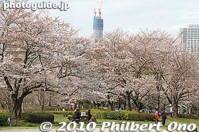 Tokyo Sky Tree under construction in 2010.
Keywords: tokyo koto-ku sarue onshi park flowers sakura cherry blossoms