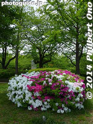 Azalea bloom in late April to early May.
Keywords: tokyo koto-ku sarue onshi park flowers azalea