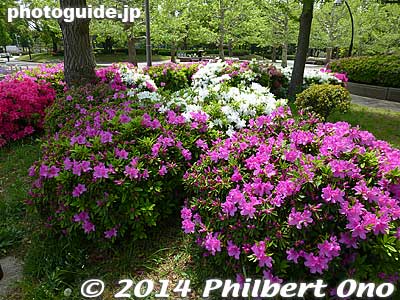 The park is popular with joggers and people walking their dogs.
Keywords: tokyo koto-ku sarue onshi park flowers azalea